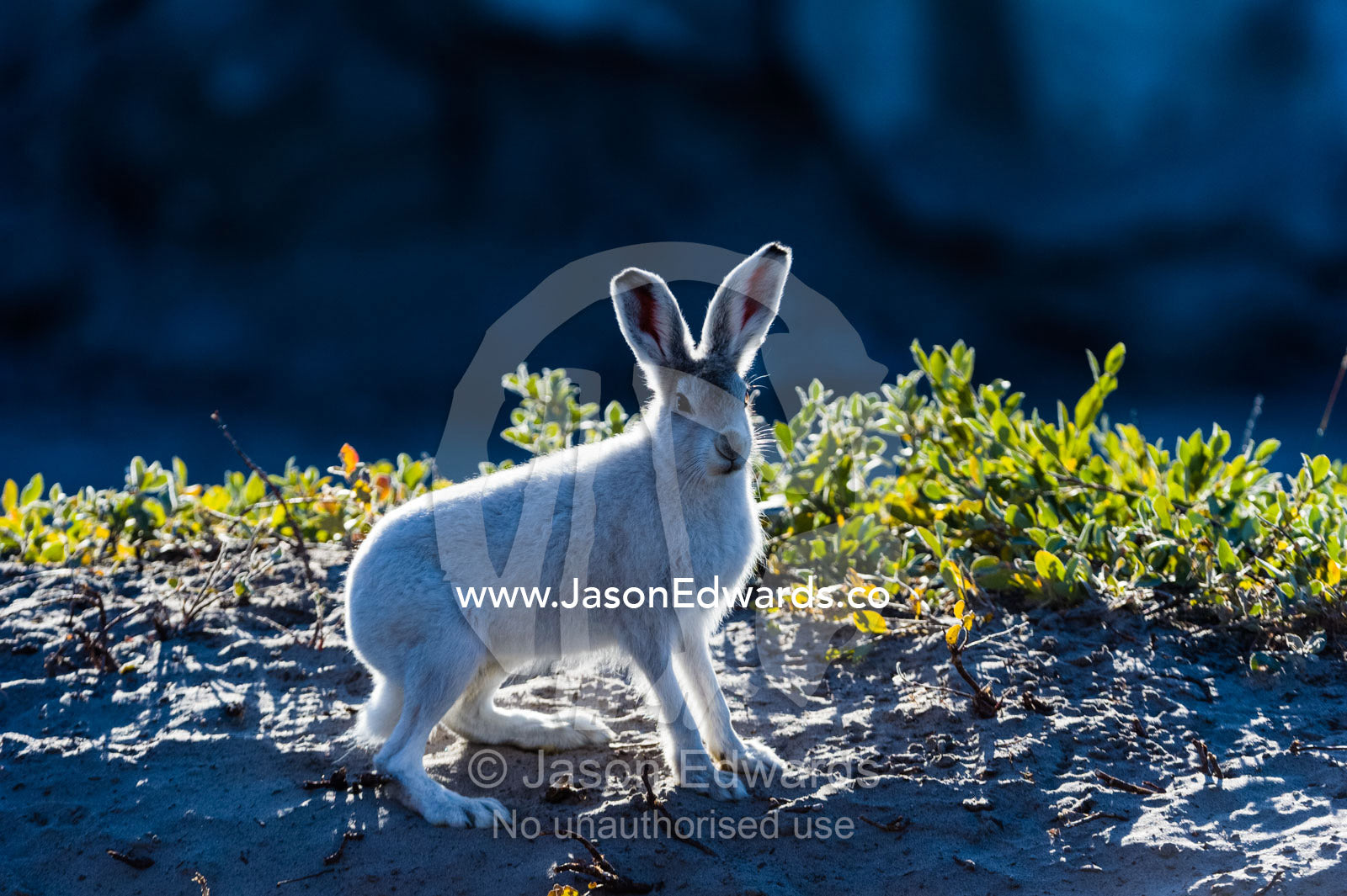 A backlit Arctic Hare warming in the weak sunlight at dawn. Russell Glacier, Greenland Ice Sheet, Qeqqata Municipality, Kangerlussuaq, Greenland.