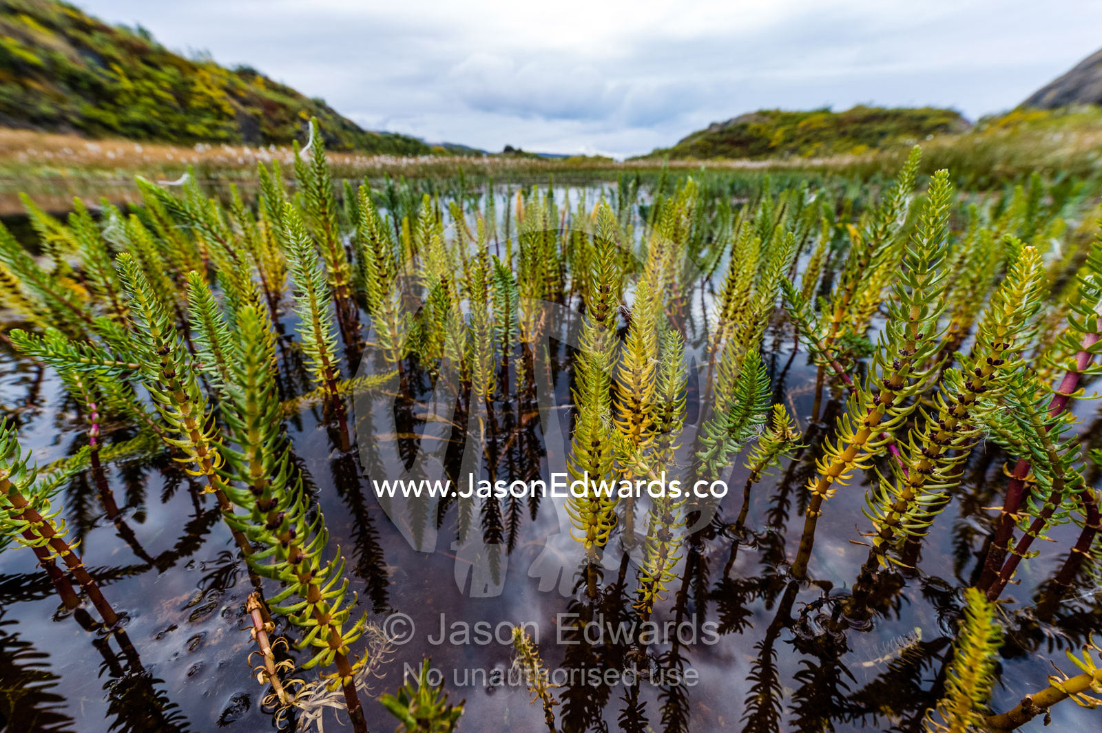 Aquatic plants growing in a tundra pond in Autumn. Kangerlussuaq Fjord, Kangerlussuaq, Qeqqata Municipality, Greenland.