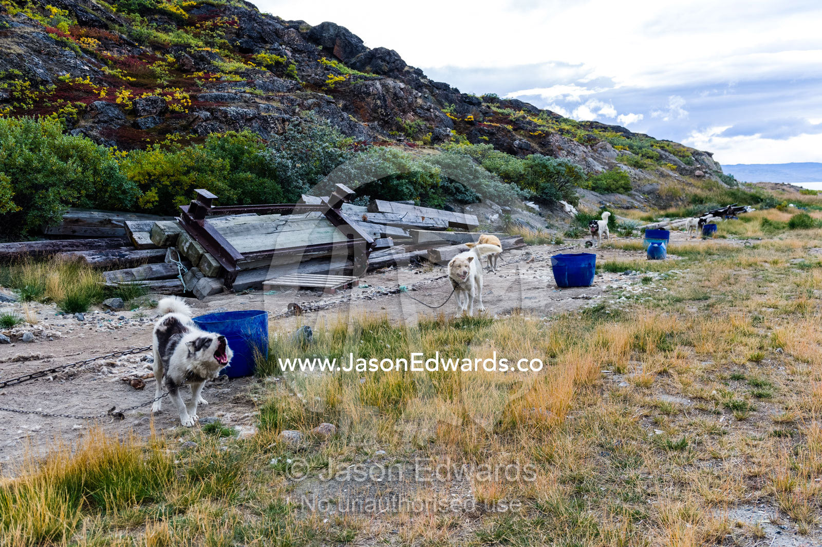 A Canadian sled dog team attached to a line weighed down with barrels. Kangerlussuaq Port, Kangerlussuaq Fjord, Kangerlussuaq, Qeqqata Municipality, Greenland.