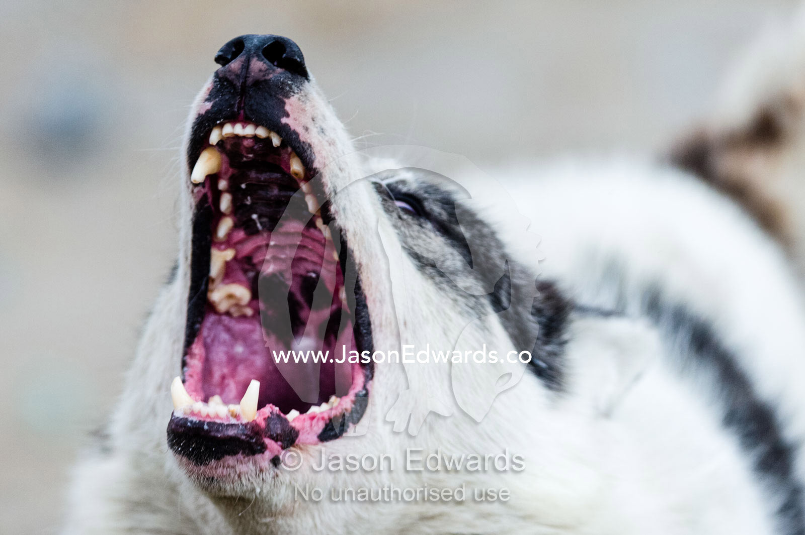 A Canadian sled dog viciously barking and snarling on a lead. Kangerlussuaq Port, Kangerlussuaq Fjord, Kangerlussuaq, Qeqqata Municipality, Greenland.