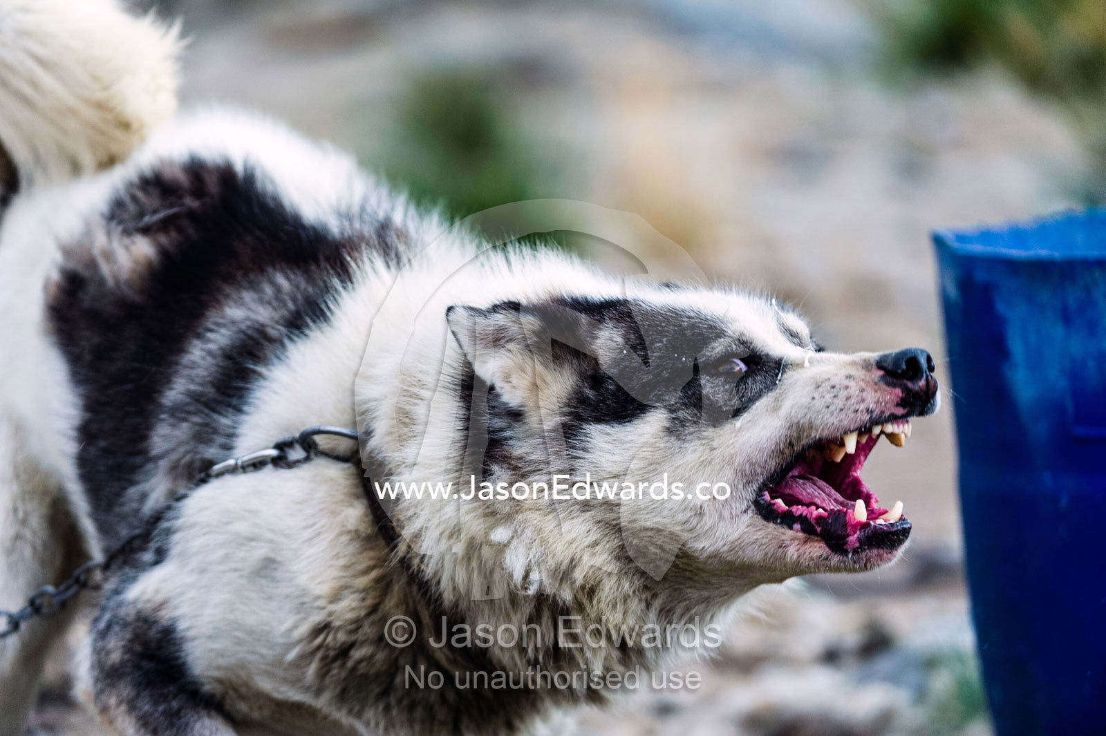 A Canadian sled dog viciously barking and snarling on a lead. Kangerlussuaq Port, Kangerlussuaq Fjord, Kangerlussuaq, Qeqqata Municipality, Greenland.