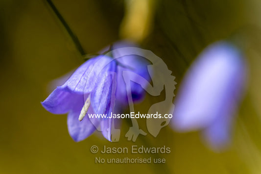 A delicate purple flower on a tundra plain. Kangerlussuaq Fjord, Kangerlussuaq, Qeqqata Municipality, Greenland.