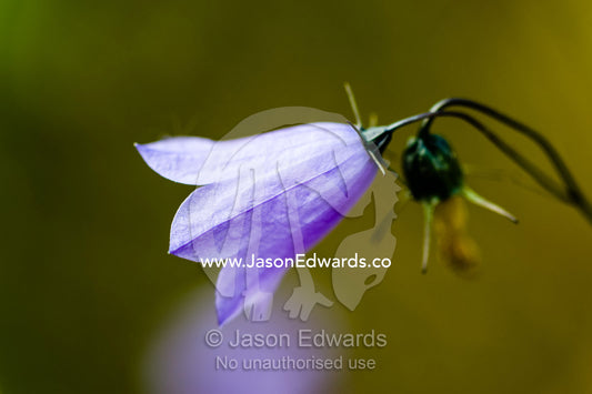 A delicate purple flower on a tundra plain. Kangerlussuaq Fjord, Kangerlussuaq, Qeqqata Municipality, Greenland.