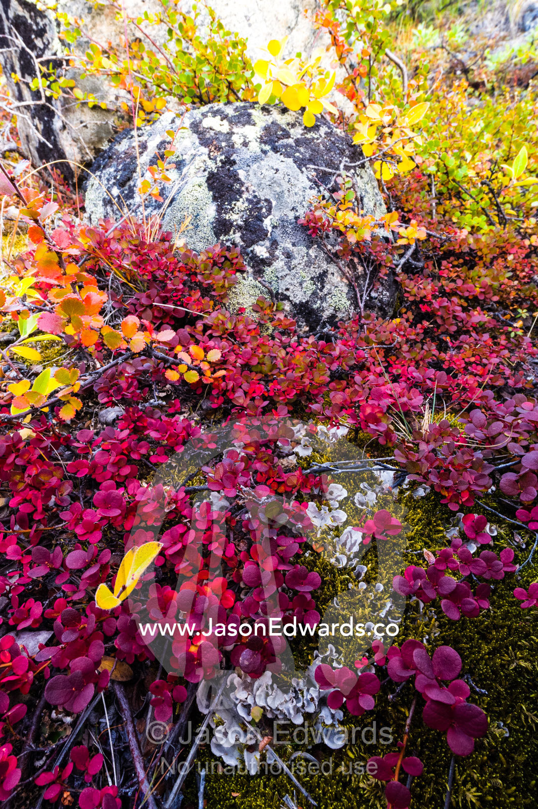 Lush Autumn colors dapple ground cover in a tundra gully. Sugarloaf Mountain, Kangerlussuaq, Qeqqata Municipality, Greenland.
