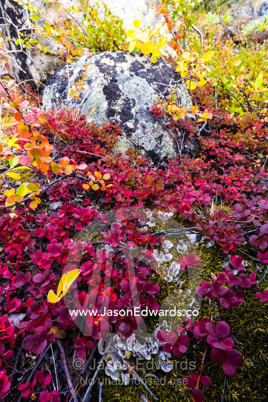 Lush Autumn colors dapple ground cover in a tundra gully. Sugarloaf Mountain, Kangerlussuaq, Qeqqata Municipality, Greenland.