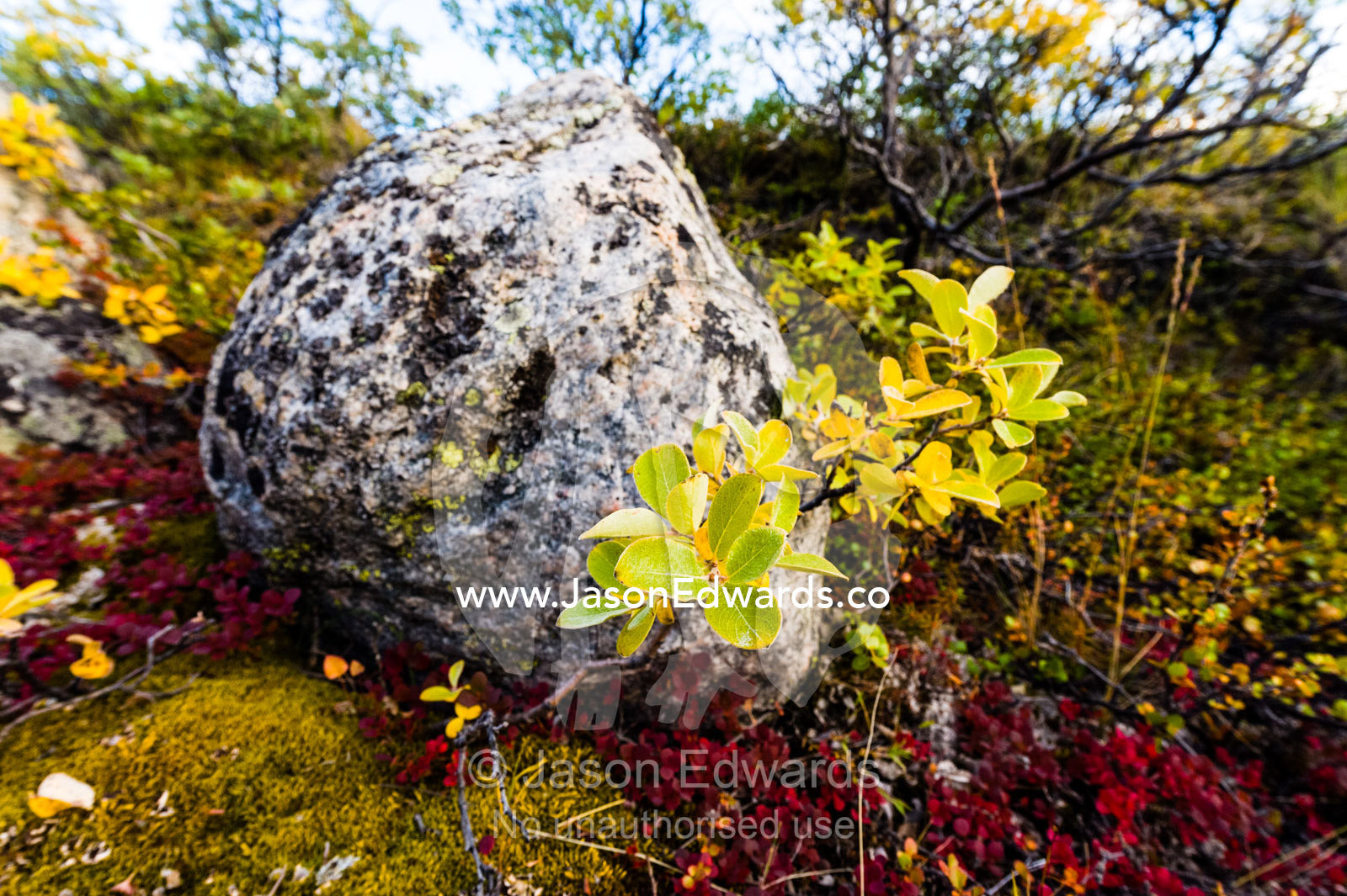Lush Autumn colors dapple ground cover in a tundra gully. Sugarloaf Mountain, Kangerlussuaq, Qeqqata Municipality, Greenland.