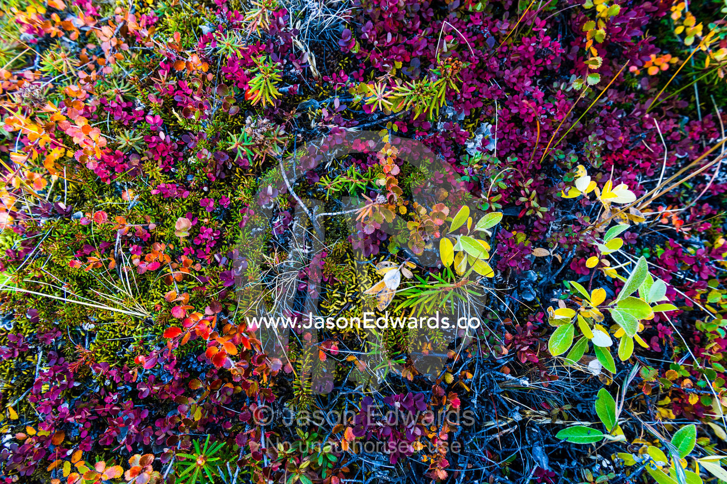 Lush Autumn colors dapple ground cover in a tundra gully. Sugarloaf Mountain, Kangerlussuaq, Qeqqata Municipality, Greenland.