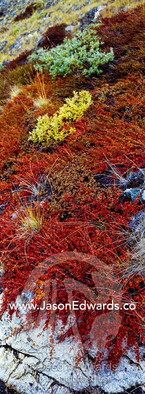 Lush autumn colors dapple ground cover in a tundra gully. Ammalortup Nunaa Highland, Kangerlussuaq, Qeqqata Municipality, Greenland.