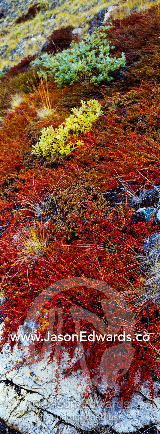 Lush autumn colors dapple ground cover in a tundra gully. Ammalortup Nunaa Highland, Kangerlussuaq, Qeqqata Municipality, Greenland.