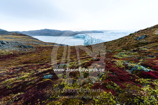 Autumn colours dapple the tundra near a glacier at the end of the brief summer. Isunngua Highland, Greenland Ice Sheet, Kangerlussuaq, Qeqqata Municipality, Greenland.