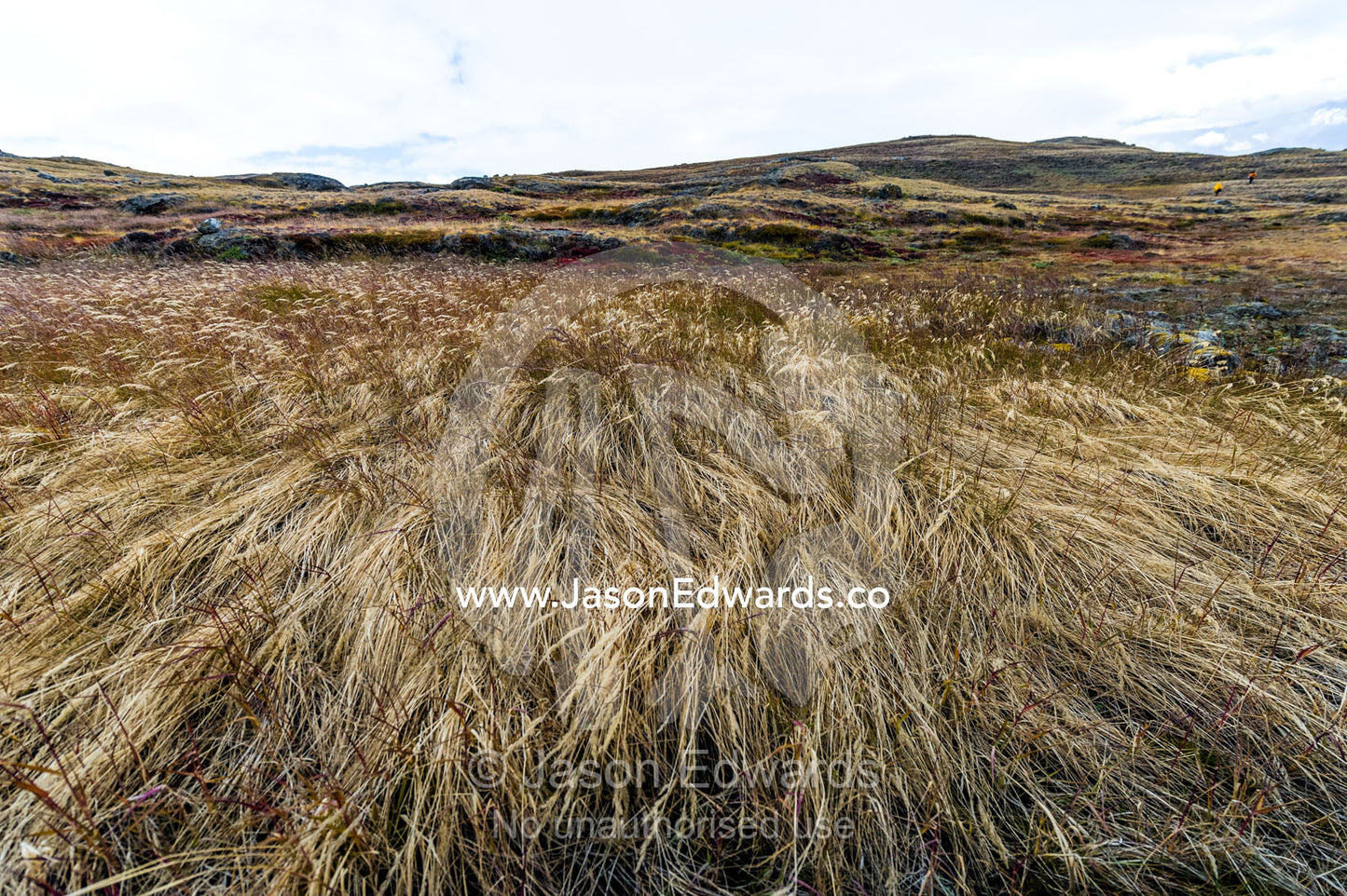 Howling wind blowing grasses on a windswept tundra. Isunngua Highland, Kangerlussuaq, Qeqqata Municipality, Greenland.