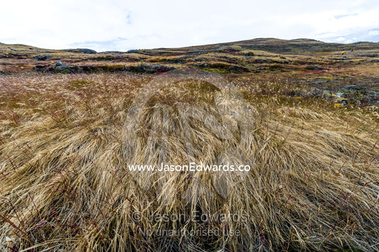 Howling wind blowing grasses on a windswept tundra. Isunngua Highland, Kangerlussuaq, Qeqqata Municipality, Greenland.