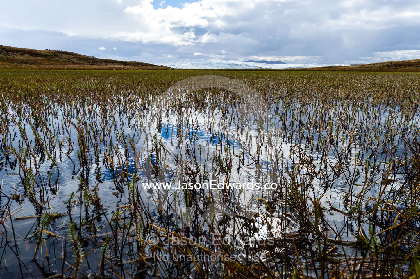 Late summer aquatic plants in an alpine pool near the Greenland Ice Sheet. Isunnguata Sermia, Kangerlussuaq, Qeqqata Municipality, Greenland.