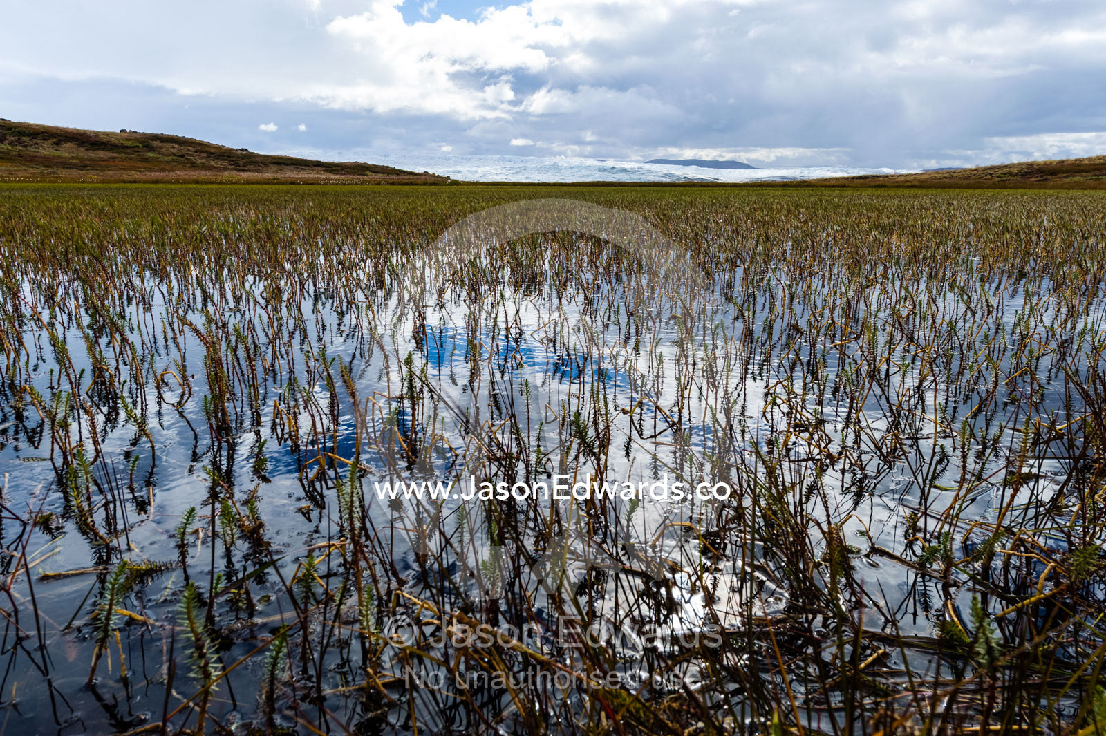 Late summer aquatic plants in an alpine pool near the Greenland Ice Sheet. Isunnguata Sermia, Kangerlussuaq, Qeqqata Municipality, Greenland.