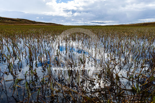 Late summer aquatic plants in an alpine pool near the Greenland Ice Sheet. Isunnguata Sermia, Kangerlussuaq, Qeqqata Municipality, Greenland.
