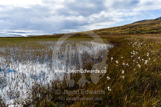 Fluffy Cottongrass seed heads along a stream are covered in a fluffy mass of cotton which are carried on the wind to aid dispersal. Isunnguata Sermia, Kangerlussuaq, Qeqqata Municipality, Greenland.