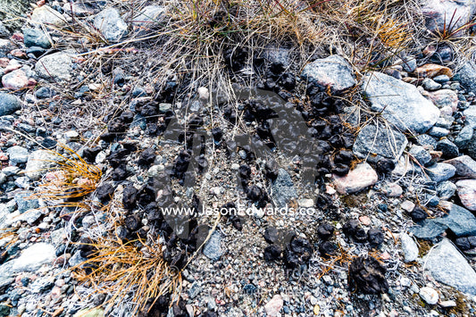 A pile of Barren-ground Caribou faeces pellets fertilize the barren ground. Russell Glacier, Greenland Ice Sheet, Qeqqata Municipality, Kangerlussuaq, Greenland.