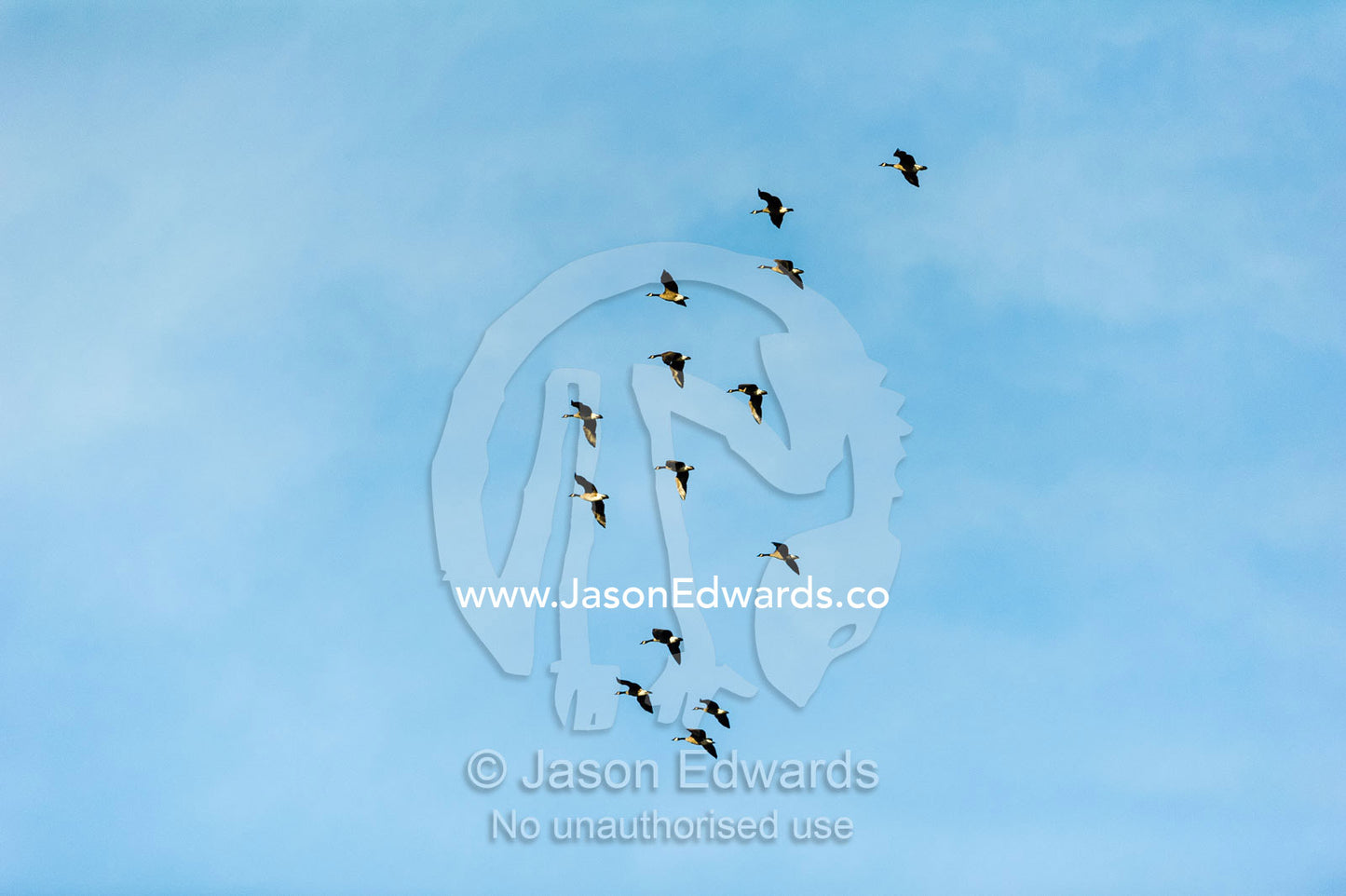 A flock of Canada Geese soaring through a blue sky. Russell Glacier, Greenland Ice Sheet, Qeqqata Municipality, Kangerlussuaq, Greenland.