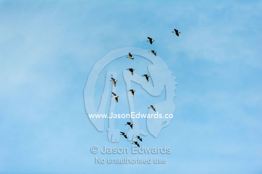 A flock of Canada Geese soaring through a blue sky. Russell Glacier, Greenland Ice Sheet, Qeqqata Municipality, Kangerlussuaq, Greenland.