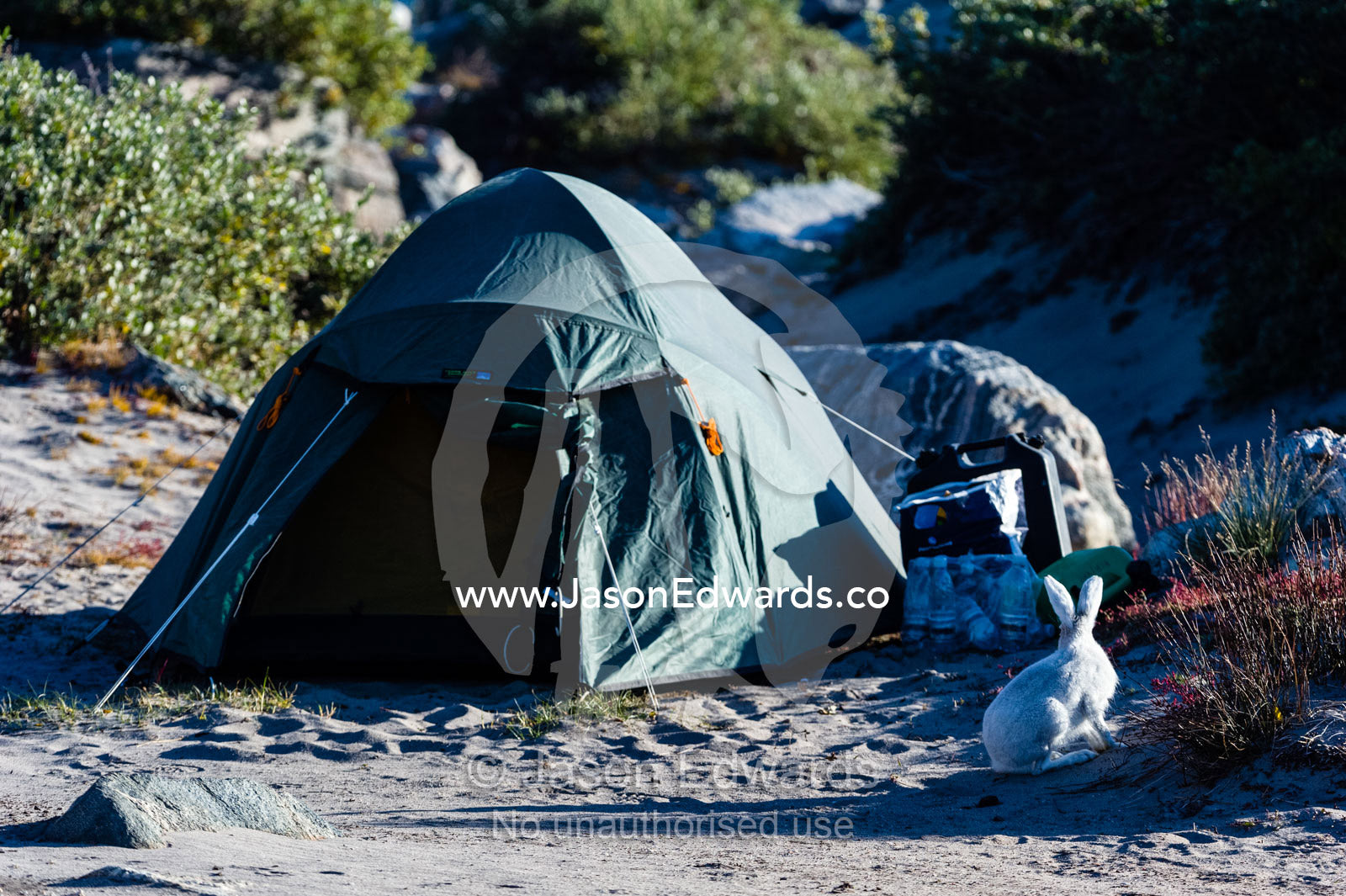 An Arctic Hare investigates a tent and camp site. Russell Glacier, Greenland Ice Sheet, Qeqqata Municipality, Kangerlussuaq, Greenland.