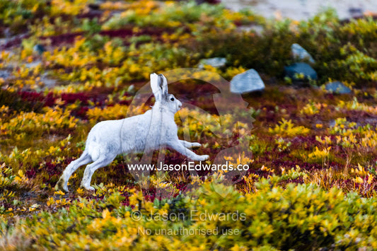An Arctic Hare sprinting across the tundra in Autumn. Russell Glacier, Greenland Ice Sheet, Qeqqata Municipality, Kangerlussuaq, Greenland.