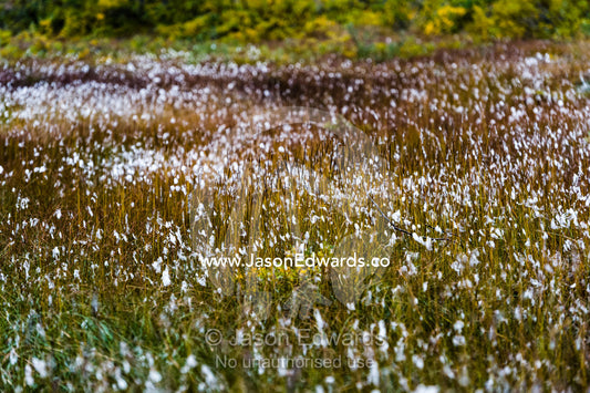 Fluffy Cottongrass seed heads along a stream are covered in a fluffy mass of cotton which are carried on the wind to aid dispersal. Kangerlussuaq Fjord, Kangerlussuaq, Qeqqata Municipality, Greenland.