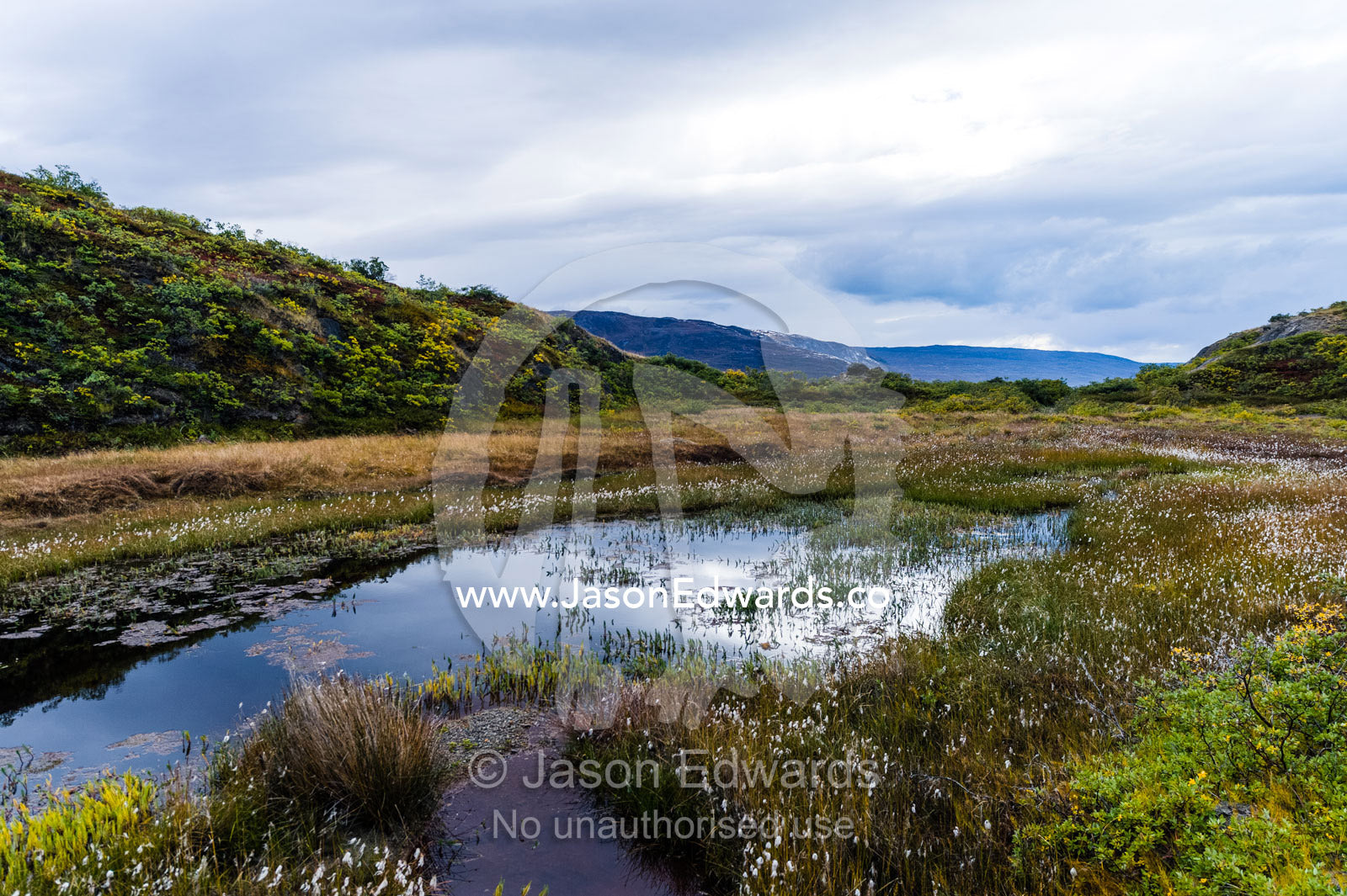 An arctic pond filled with late summer aquatic plants. Kangerlussuaq Fjord, Kangerlussuaq, Qeqqata Municipality, Greenland.