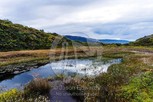 An arctic pond filled with late summer aquatic plants. Kangerlussuaq Fjord, Kangerlussuaq, Qeqqata Municipality, Greenland.