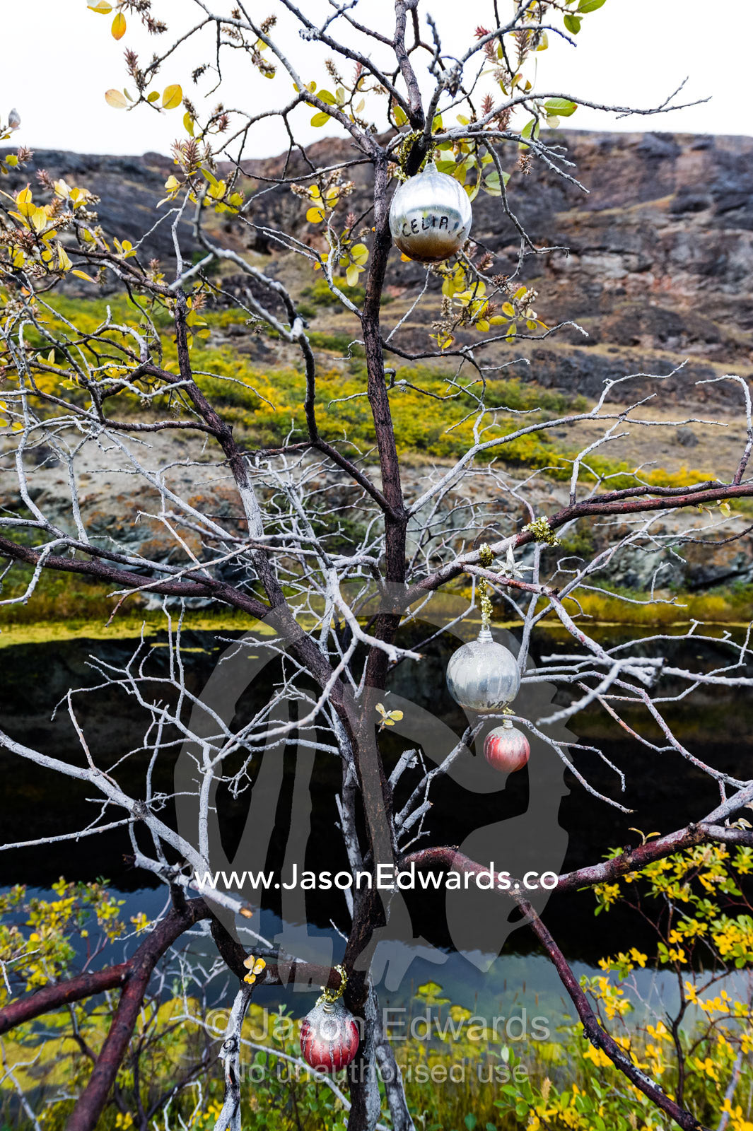 Faded Christmas decorations on a tree by a roadside. Kangerlussuaq Fjord, Kangerlussuaq, Qeqqata Municipality, Greenland.