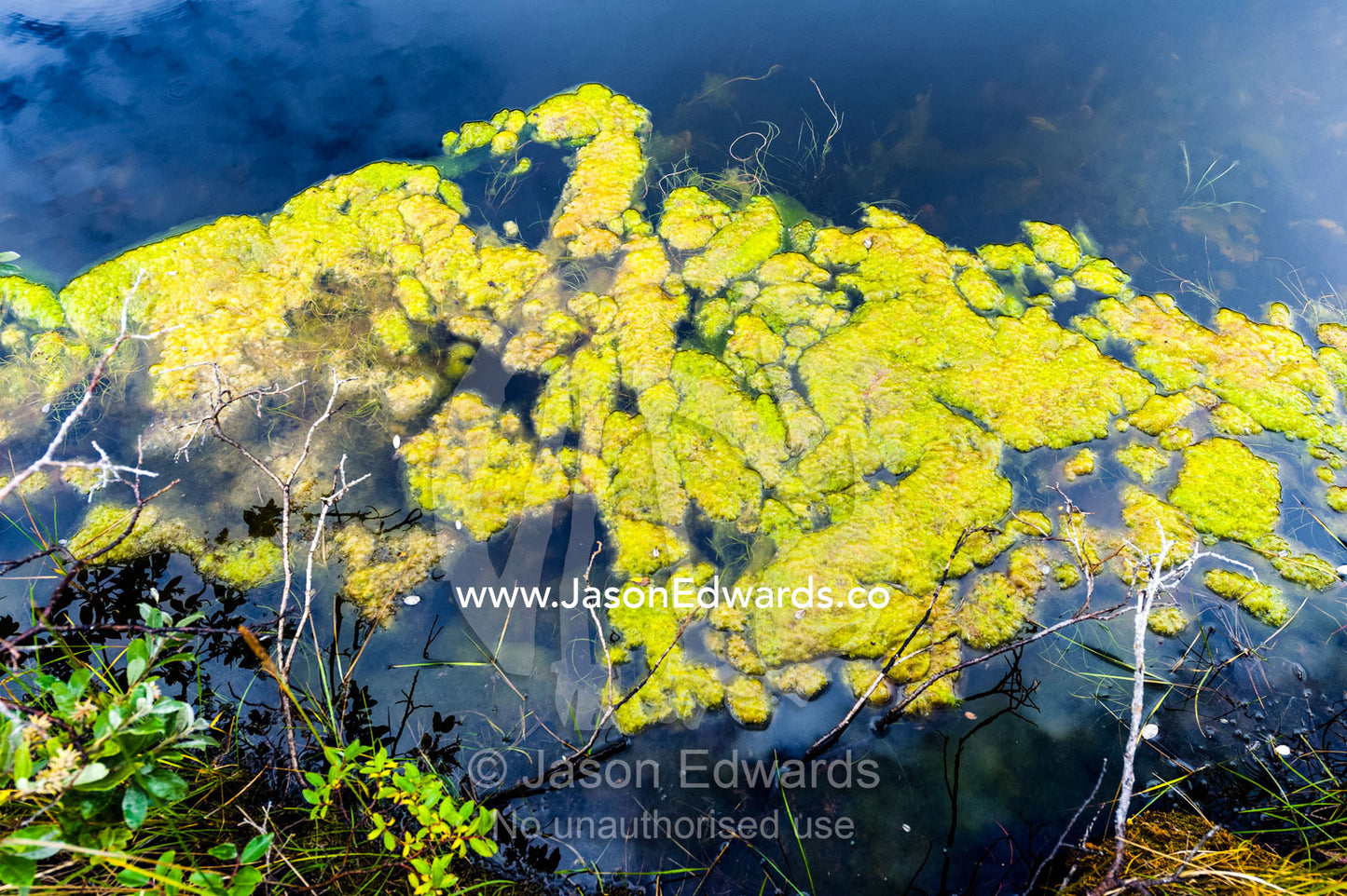 An algae colony growing in an alpine pond. Kangerlussuaq Fjord, Kangerlussuaq, Qeqqata Municipality, Greenland.