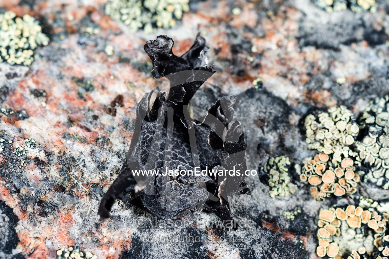 A colony of Rock Tripe lichens on a boulder. Kangerlussuaq Fjord, Kangerlussuaq, Qeqqata Municipality, Greenland.