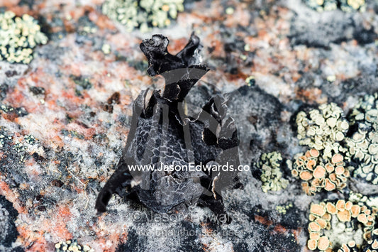 A colony of Rock Tripe lichens on a boulder. Kangerlussuaq Fjord, Kangerlussuaq, Qeqqata Municipality, Greenland.