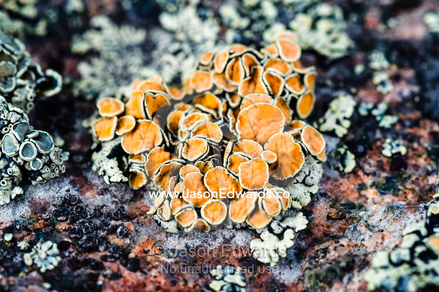 A bright orange lichen colony on a boulder in the arctic. Kangerlussuaq Fjord, Kangerlussuaq, Qeqqata Municipality, Greenland.