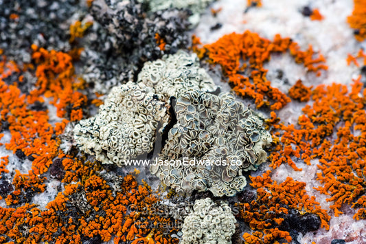 A lichen colony surrounded by sunburst lichens on a boulder in the arctic. Kangerlussuaq Fjord, Kangerlussuaq, Qeqqata Municipality, Greenland.