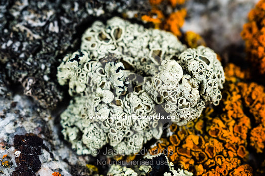 A lichen colony surrounded by sunburst lichens on a boulder in the arctic. Kangerlussuaq Fjord, Kangerlussuaq, Qeqqata Municipality, Greenland.