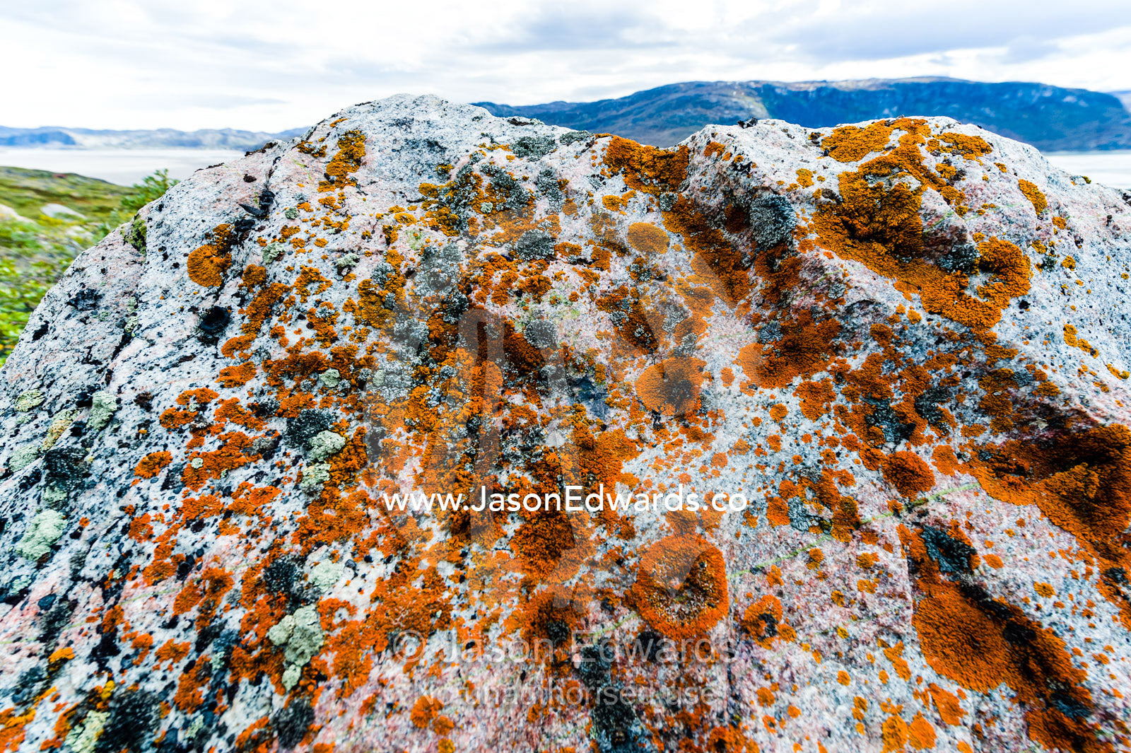 A colony of elegant sunburst lichens on a boulder in a fjord. Kangerlussuaq Fjord, Kangerlussuaq, Qeqqata Municipality, Greenland.
