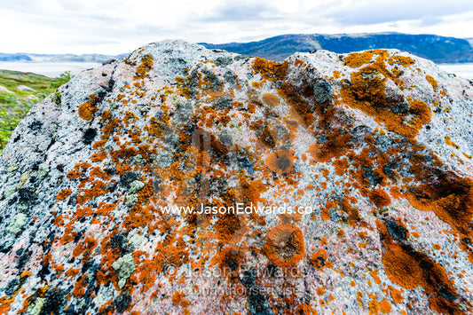 A colony of elegant sunburst lichens on a boulder in a fjord. Kangerlussuaq Fjord, Kangerlussuaq, Qeqqata Municipality, Greenland.