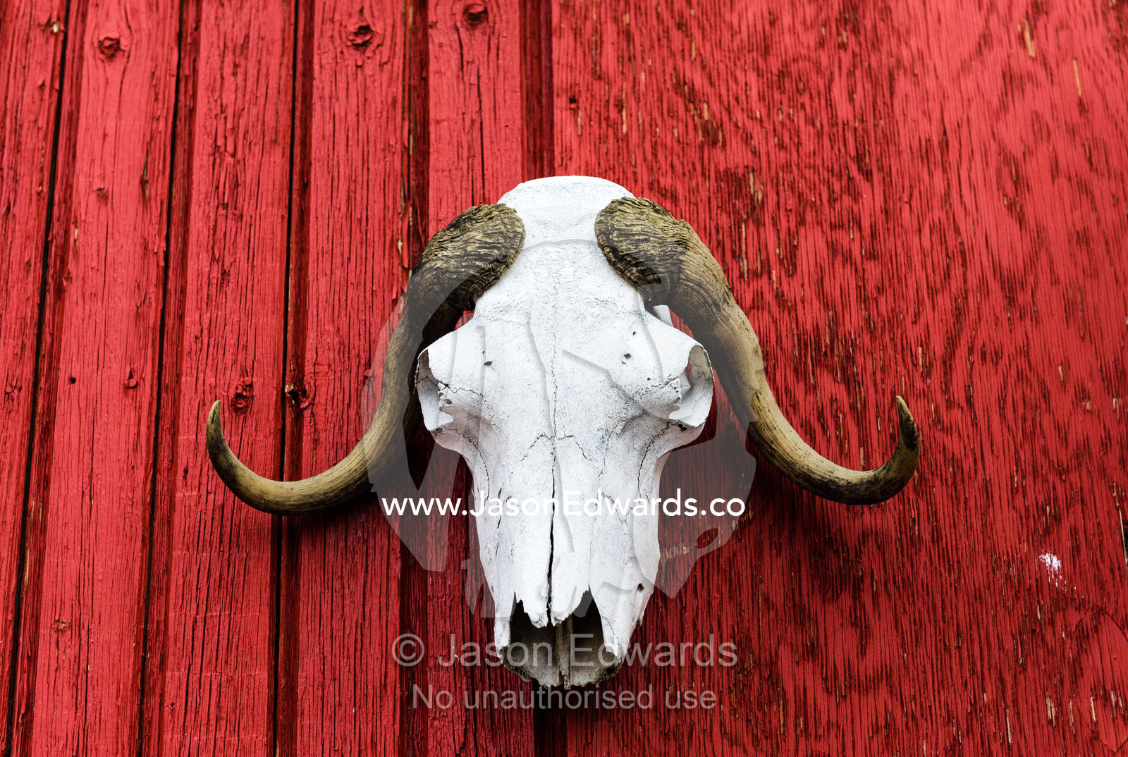 A Musk Ox skull mounted on a red timber wall. Kangerlussuaq, Qeqqata Municipality, Greenland.