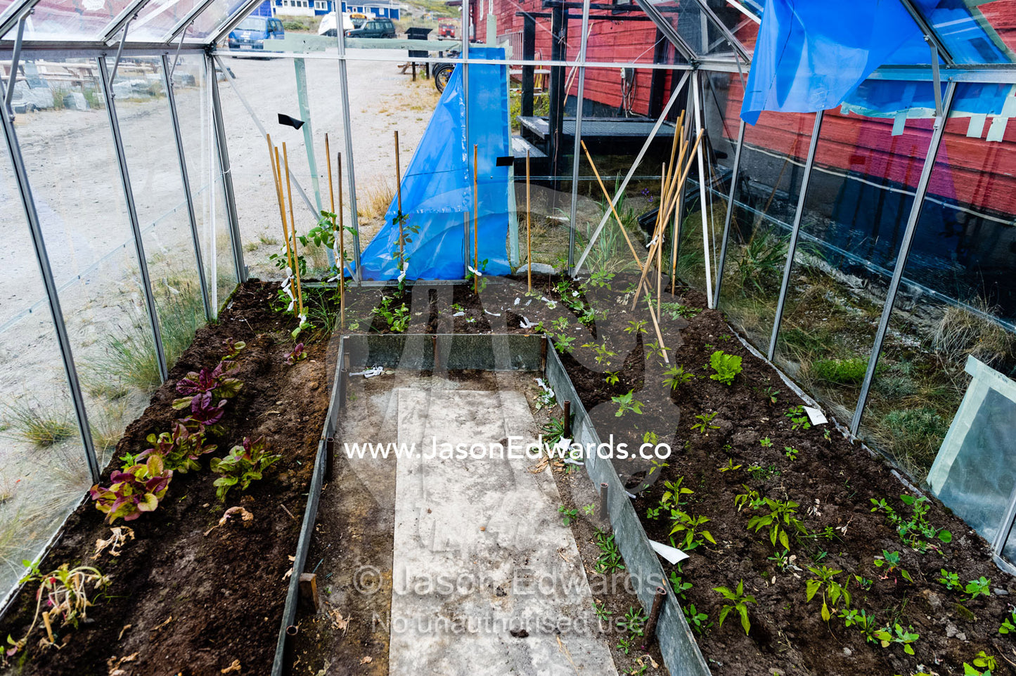 A glasshouse for growing vegetables in an Arctic village. Kangerlussuaq, Qeqqata Municipality, Greenland.