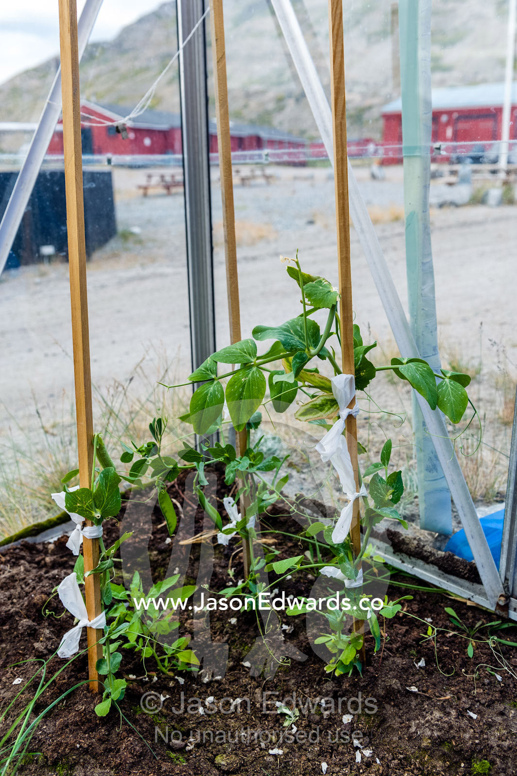 A glasshouse for growing vegetables in an Arctic village. Kangerlussuaq, Qeqqata Municipality, Greenland.