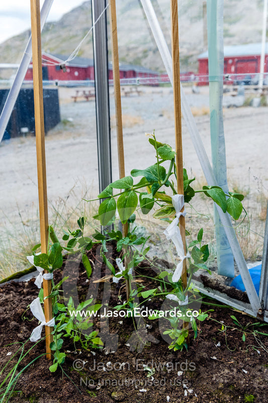 A glasshouse for growing vegetables in an Arctic village. Kangerlussuaq, Qeqqata Municipality, Greenland.