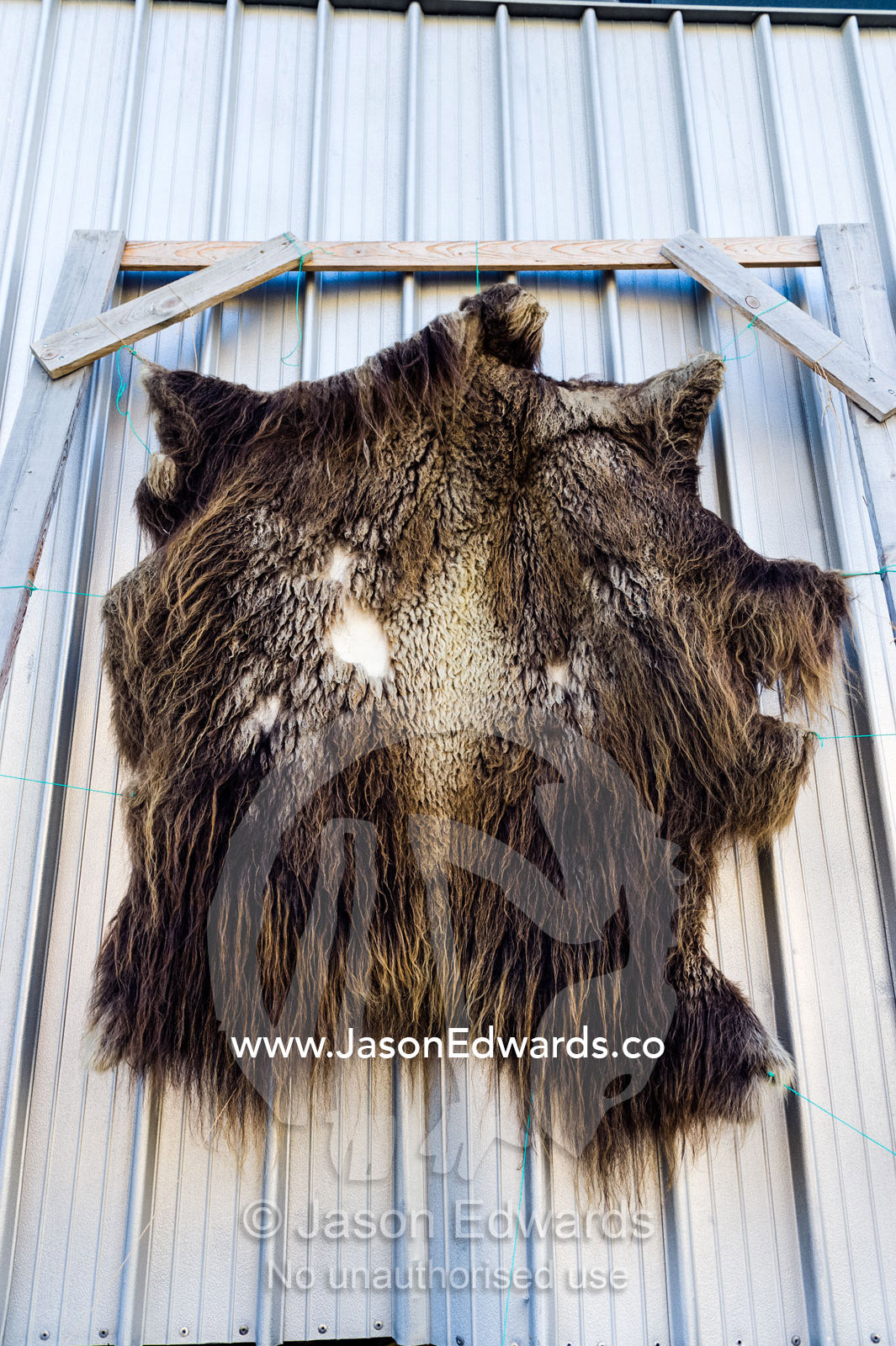 A Musk Ox skin mounted on a tin shed wall. Kangerlussuaq, Qeqqata Municipality, Greenland.