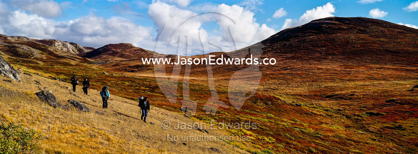 A group of hikers with backpacks walking through a tundra valley and rolling hills. Ammalortup Nunaa Highland, Kangerlussuaq, Qeqqata Municipality, Greenland.