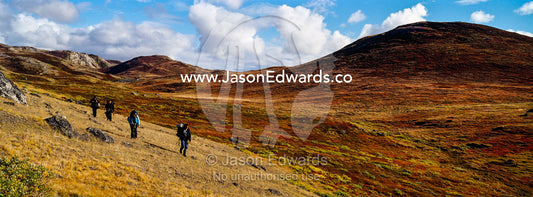 A group of hikers with backpacks walking through a tundra valley and rolling hills. Ammalortup Nunaa Highland, Kangerlussuaq, Qeqqata Municipality, Greenland.