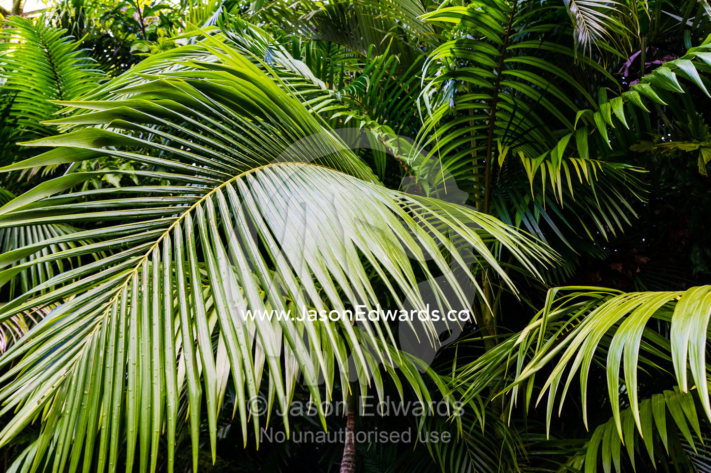 The green fronds of an Alexandra palm tree in a forest understory. Australia Zoo, Beerwah, Sunshine Coast, Queensland, Australia.