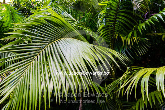 The green fronds of an Alexandra palm tree in a forest understory. Australia Zoo, Beerwah, Sunshine Coast, Queensland, Australia.