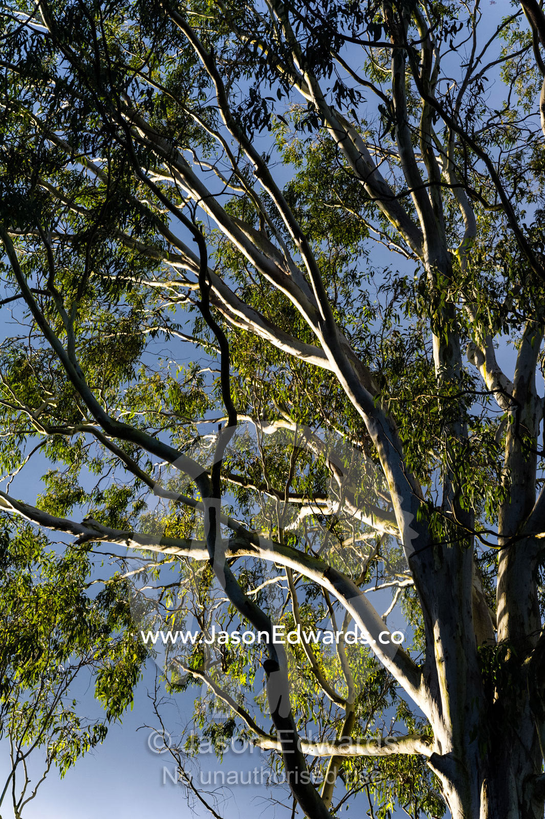 The sun pierces a stormy sky to illuminate the smooth trunk and canopy of a Blue Gum eucalyptus tree. Australia Zoo, Beerwah, Sunshine Coast, Queensland, Australia.