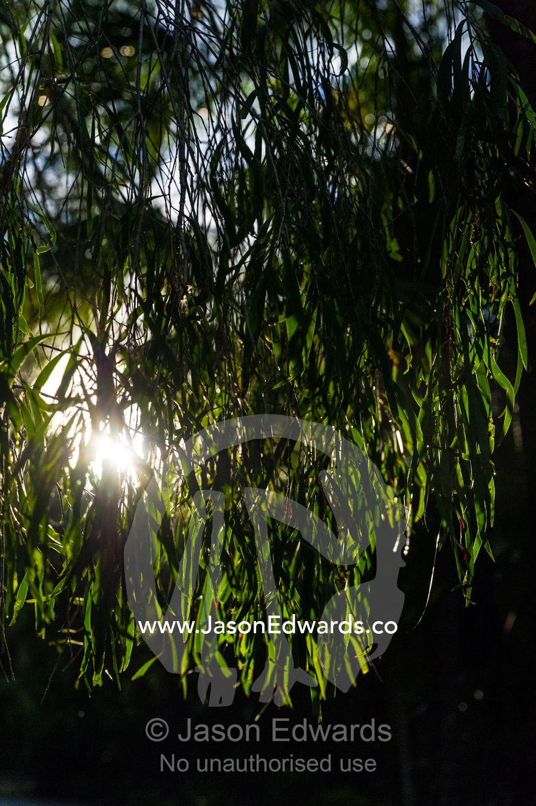 The setting sun pierces a hanging curtain of eucalyptus leaves. Australia Zoo, Beerwah, Sunshine Coast, Queensland, Australia.