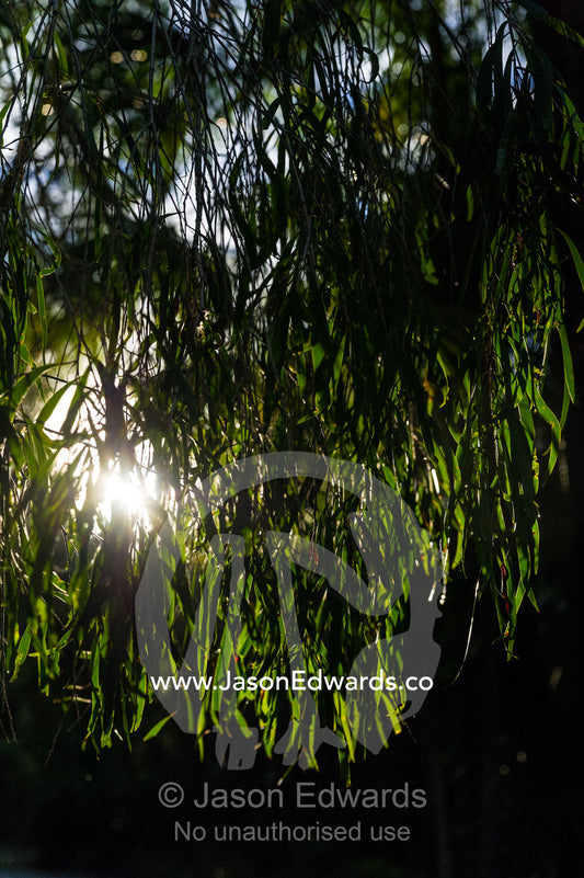 The setting sun pierces a hanging curtain of eucalyptus leaves. Australia Zoo, Beerwah, Sunshine Coast, Queensland, Australia.