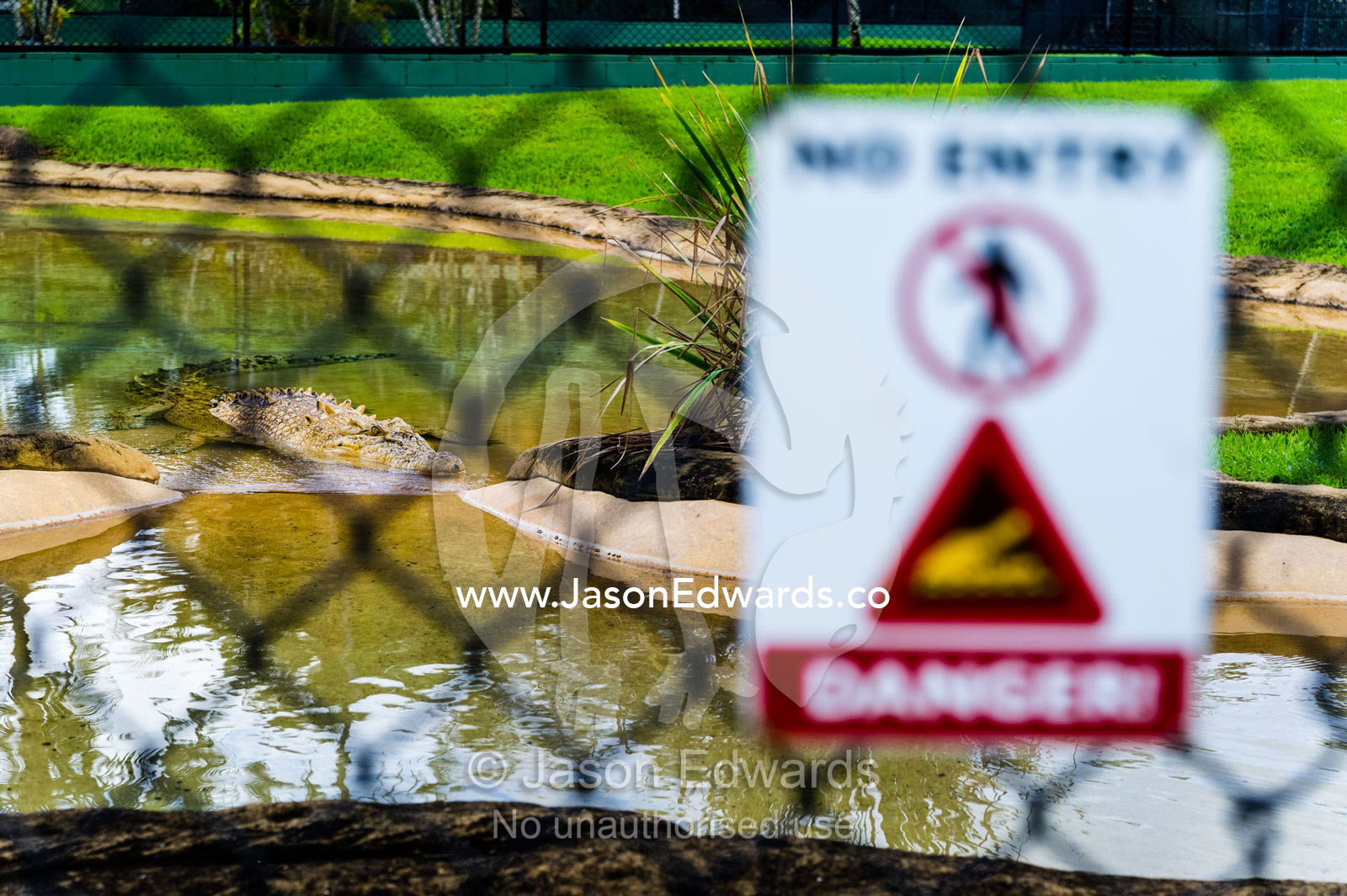 A deadly Saltwater Crocodile behind a safety fence in a zoo. Australia Zoo, Beerwah, Sunshine Coast, Queensland, Australia.